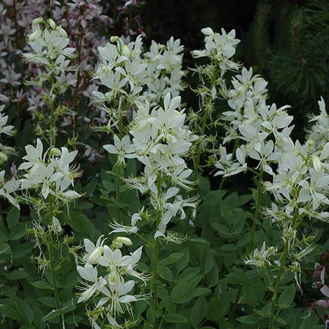 Dyptam jesionolistny Albiflorus Dictamnus albus