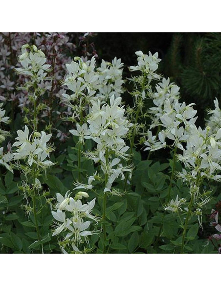 Dyptam jesionolistny Albiflorus Dictamnus albus