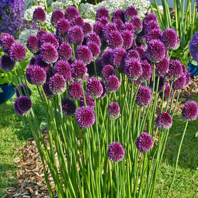 Allium sphaerocephalon Czosnek główkowaty