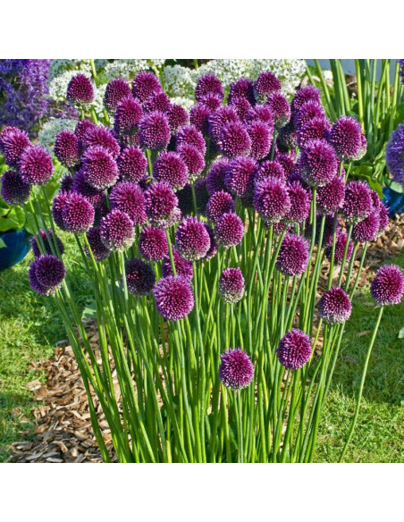 Allium sphaerocephalon Czosnek główkowaty