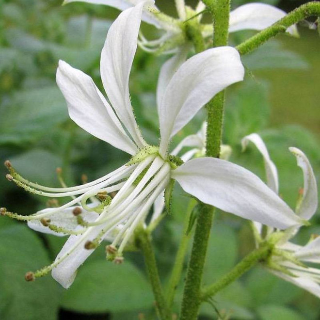 Dyptam jesionolistny Dictamnus albus Albiflorus