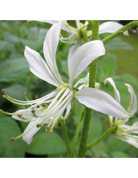 Dyptam jesionolistny Dictamnus albus Albiflorus