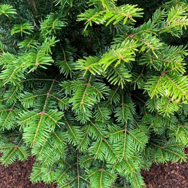 Jodła pospolita Ibergeregg Abies alba