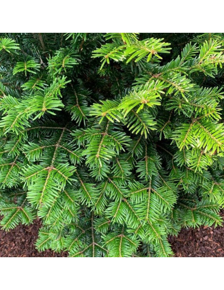 Jodła pospolita Ibergeregg Abies alba