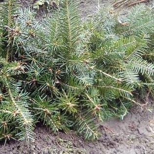 Jodła pospolita Ibergeregg Abies alba 2