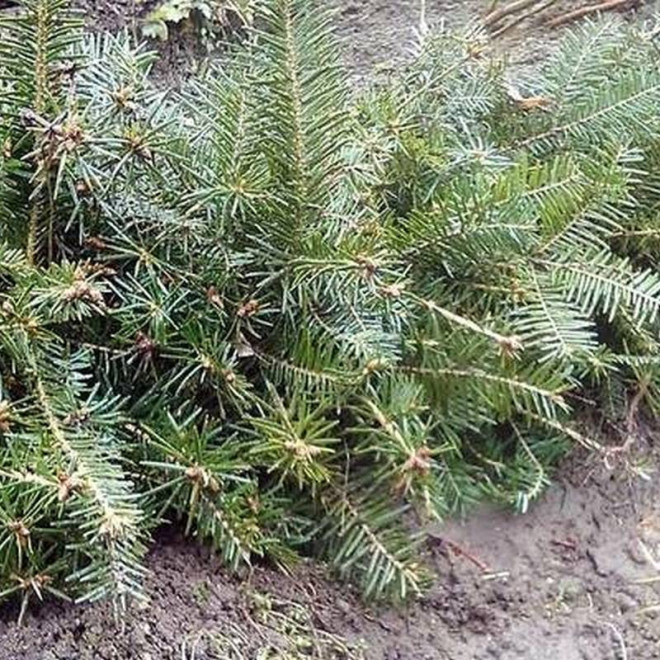 Ibergeregg Abies alba Jodła pospolita