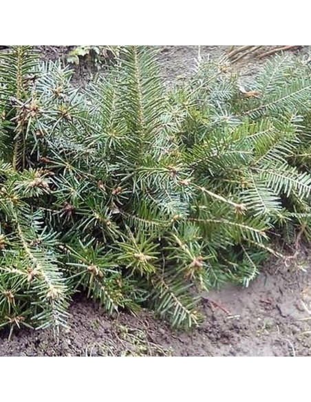 Ibergeregg Abies alba Jodła pospolita