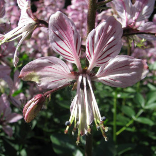 Dictamnus albus Dyptam jesionolistny