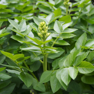 Dictamnus albus Dyptam jesionolistny 2