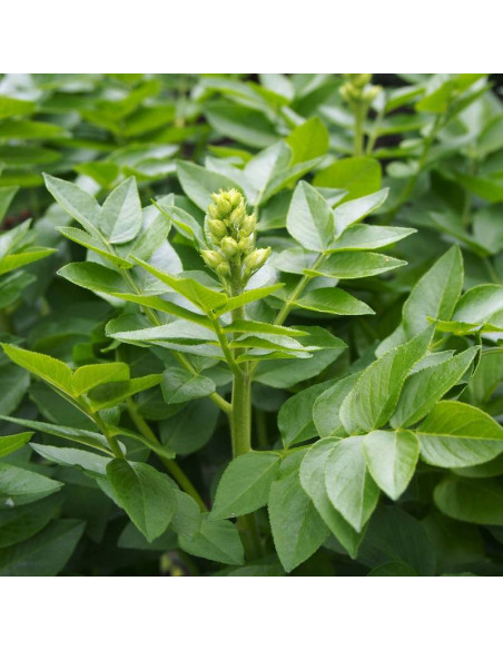 Dyptam jesionolistny Dictamnus albus