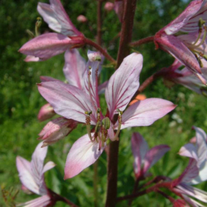 Dyptam Dictamnus albus jesionolistny