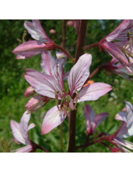 Dyptam Dictamnus albus jesionolistny