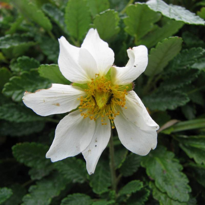 Dębik ośmiopłatkowy Dryas octopetala