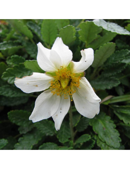 Dębik ośmiopłatkowy Dryas octopetala