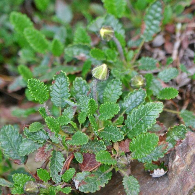 Dębik ośmiopłatkowy Dryas octopetala - Szkółka Florela