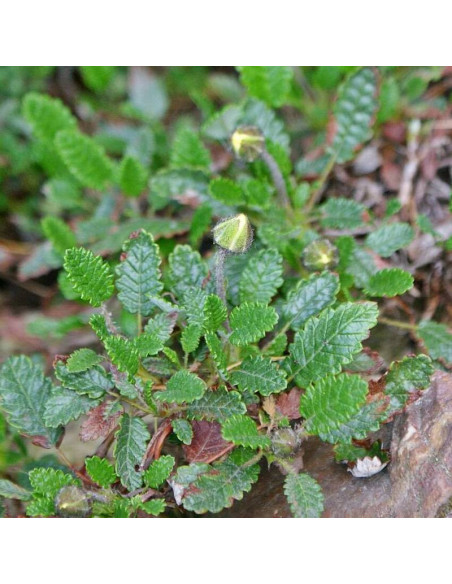 Dębik ośmiopłatkowy Dryas octopetala - Szkółka Florela