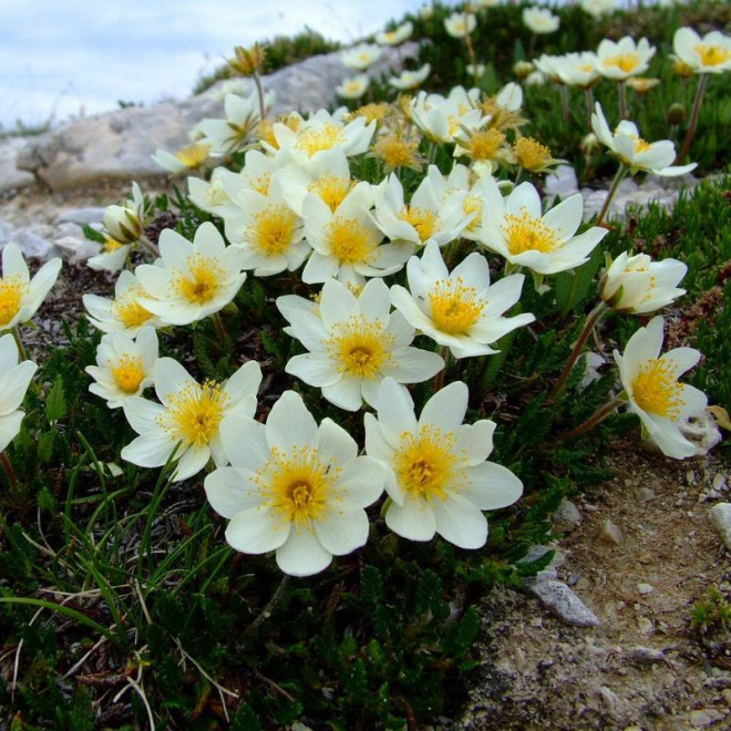 Dębik Dryas octopetala ośmiopłatkowy