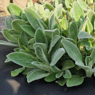 Czyściec wełnisty Stachys byzantina