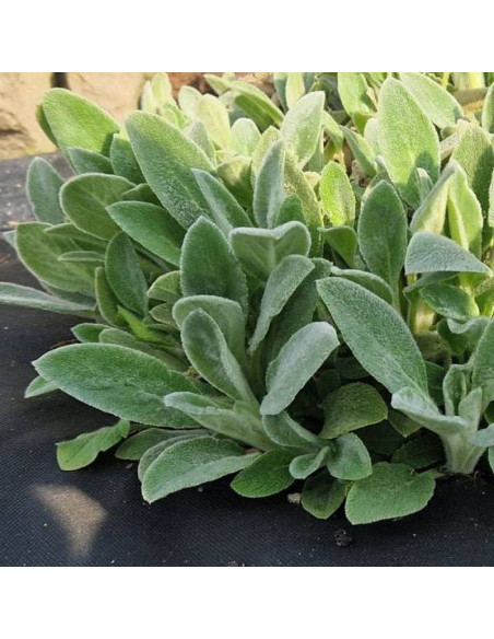 Czyściec wełnisty Stachys byzantina