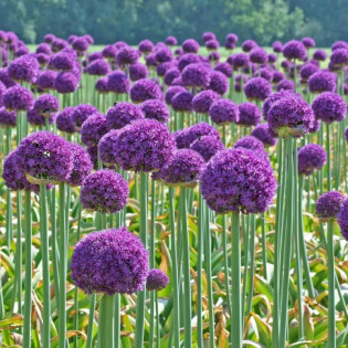Czosnek olbrzymi Allium giganteum 2