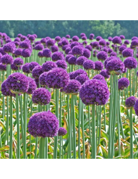 Czosnek olbrzymi Allium giganteum