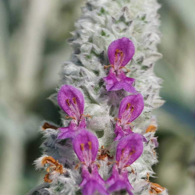 Stachys byzantina Czyściec wełnisty