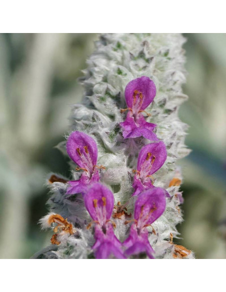 Stachys byzantina Czyściec wełnisty