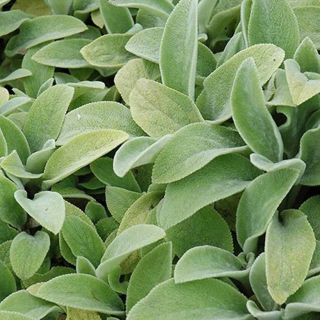 Czyściec wełnisty Primrose Heron Stachys byzantina