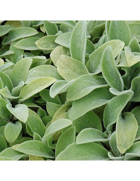 Czyściec wełnisty Primrose Heron Stachys byzantina