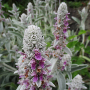 Czyściec wełnisty Primrose Heron Stachys byzantina 2