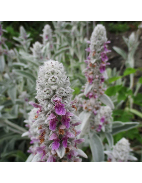 Primrose Heron Stachys byzantina Czyściec wełnisty