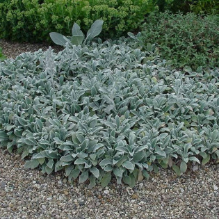Czyściec wełnisty Stachys byzantina Silver Carpet