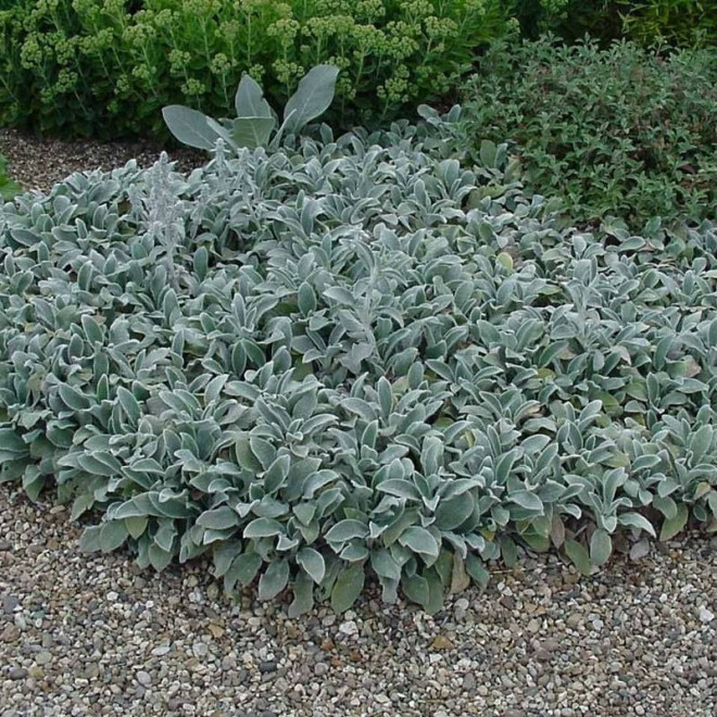 Czyściec wełnisty Stachys byzantina Silver Carpet