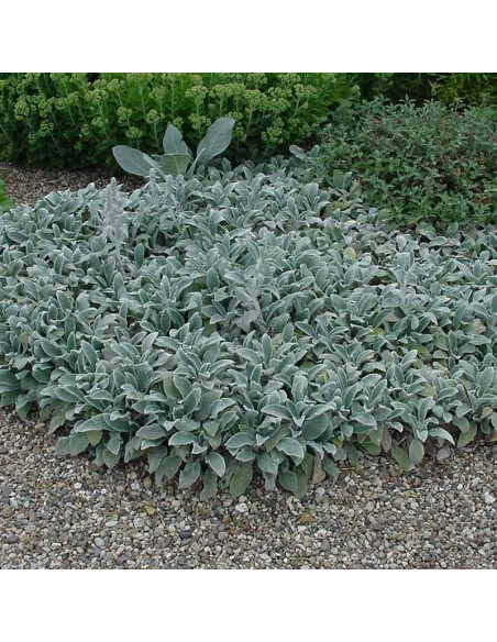 Czyściec wełnisty Stachys byzantina Silver Carpet