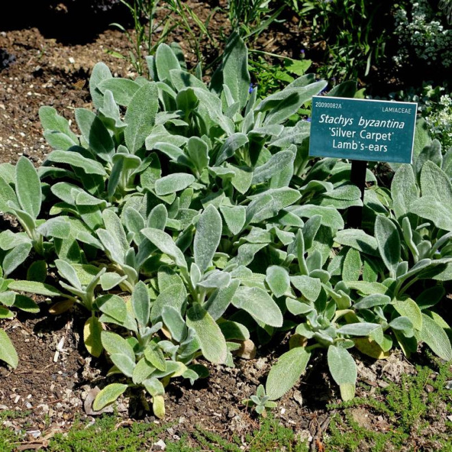 Czyściec wełnisty Silver Carpet Stachys byzantina