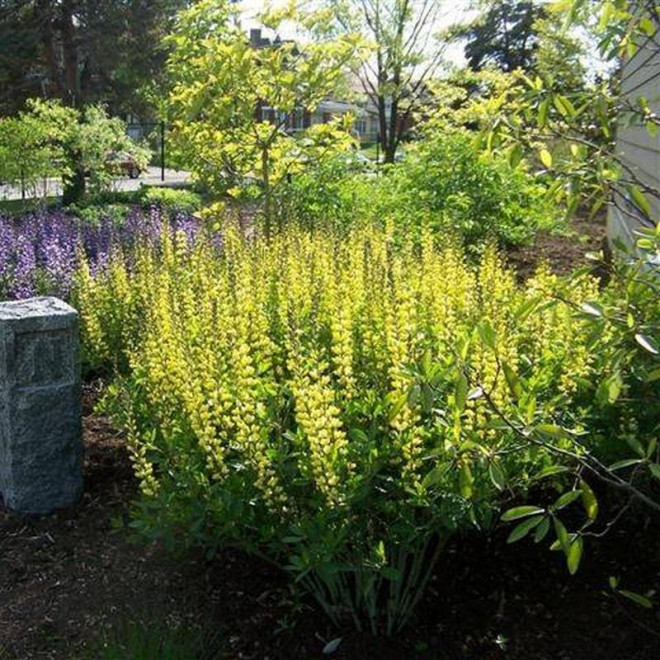Baptysja Carolina Moonlight Baptisia