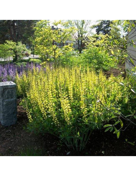 Baptysja Carolina Moonlight Baptisia