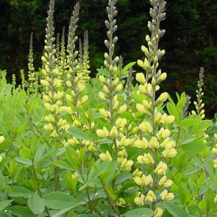 Baptysja Carolina Moonlight Baptisia 2