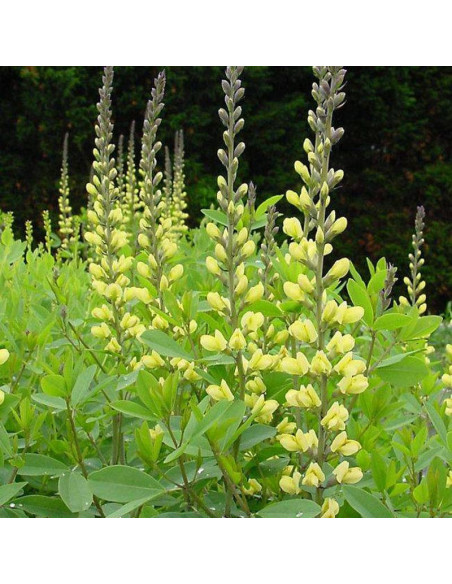 Baptisia Baptysja Moonlight Carolina