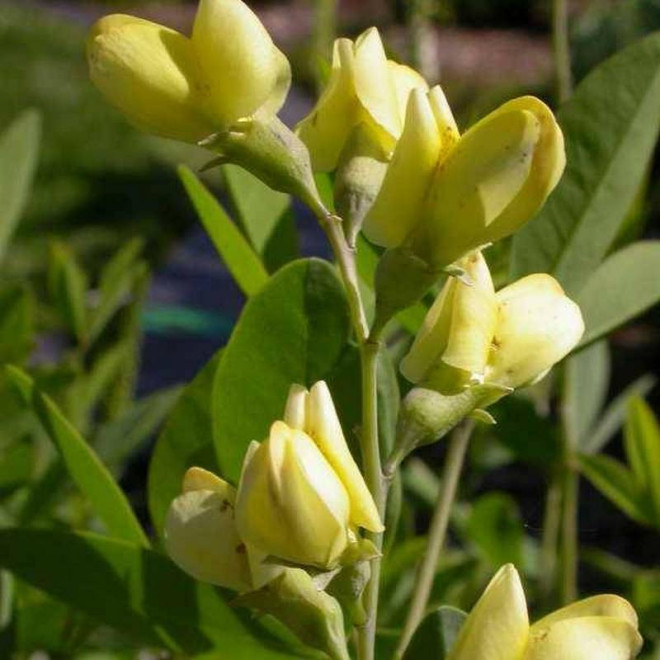 Baptysja Baptisia Carolina Moonlight