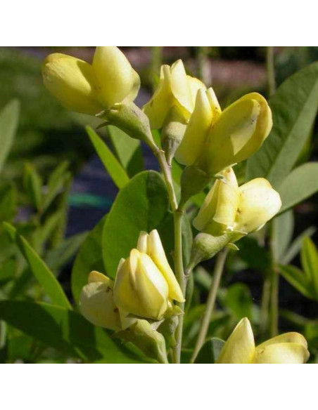 Baptysja Baptisia Carolina Moonlight