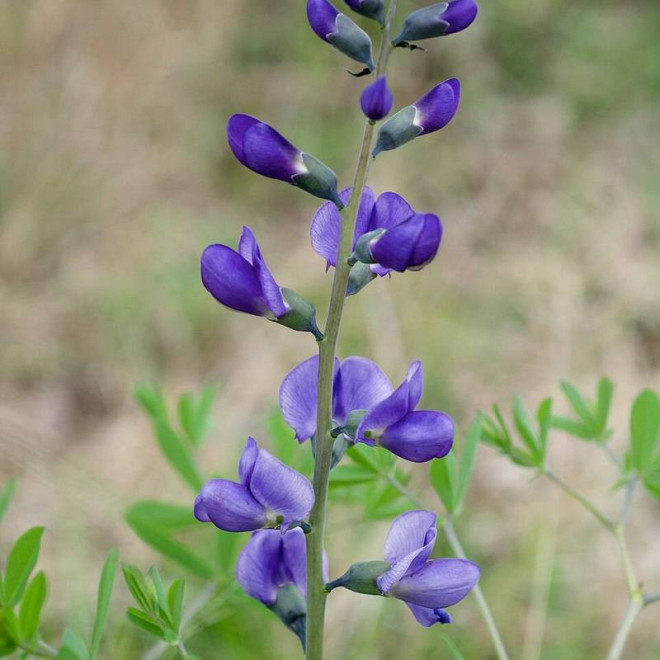 Baptisia australis Babtysja błękitna