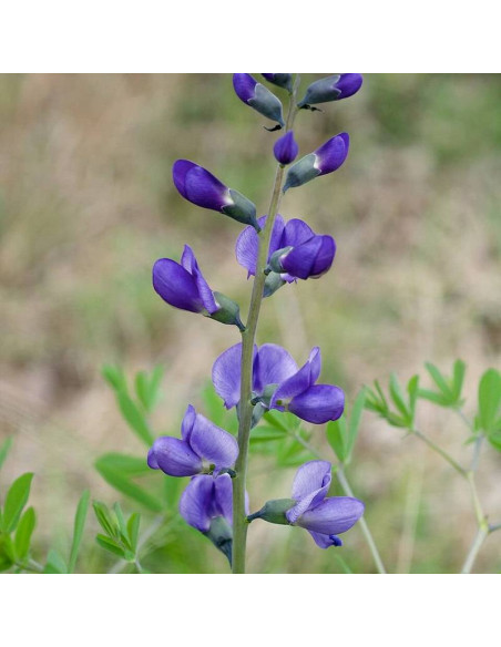 Baptisia australis Babtysja błękitna