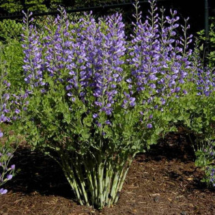 Baptisia australis Babtysja błękitna 2