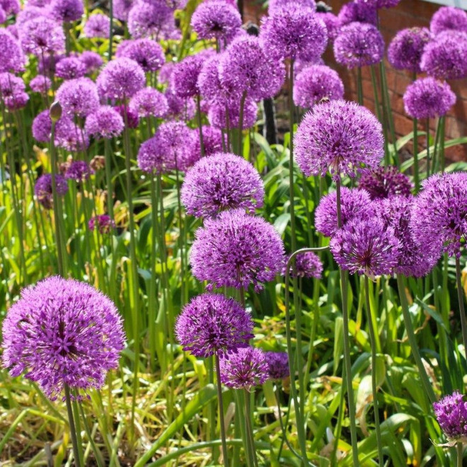 Allium giganteum Czosnek olbrzymi