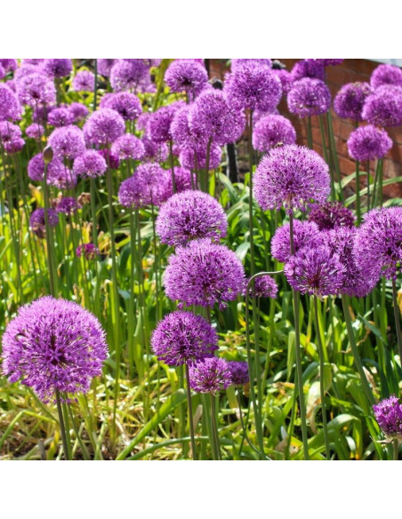 Allium giganteum Czosnek olbrzymi