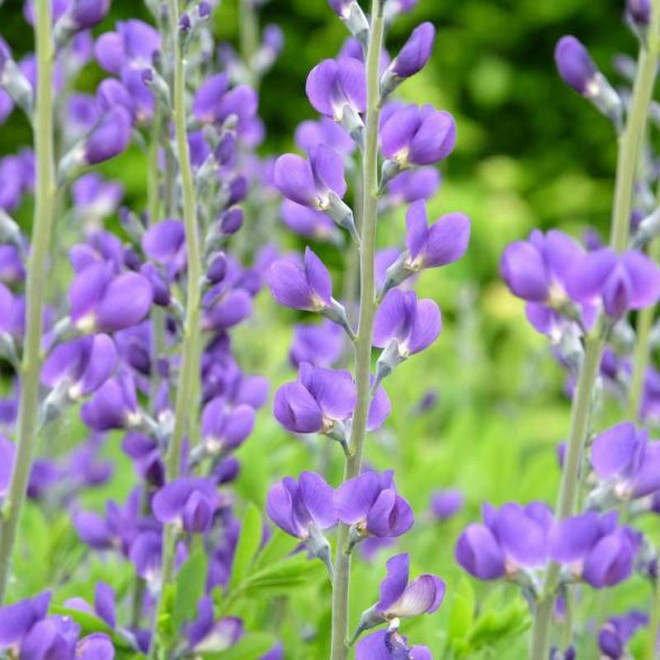 Babtysja Baptisia australis błękitna