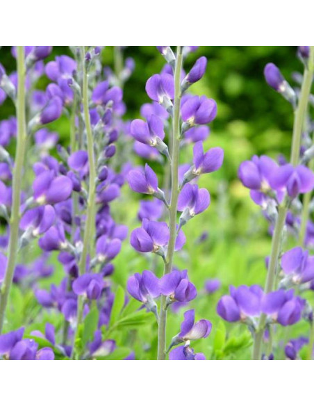Babtysja Baptisia australis błękitna