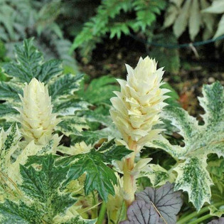 Whitewater Acanthus Akant