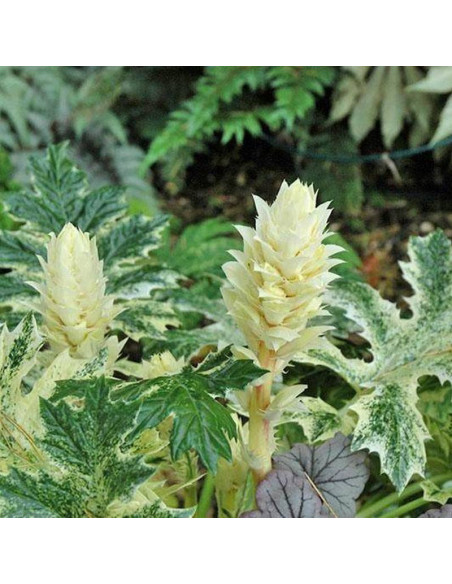 Whitewater Acanthus Akant